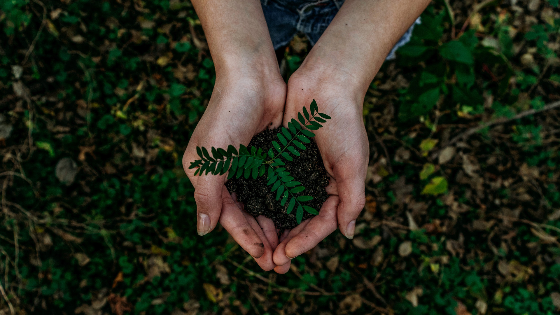 Trillion_trees_Planting trees.jpg