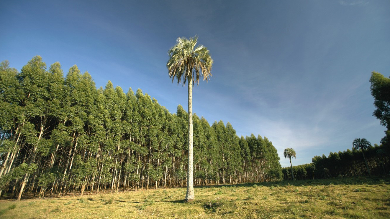 UPM-Pulp-plantations.jpg