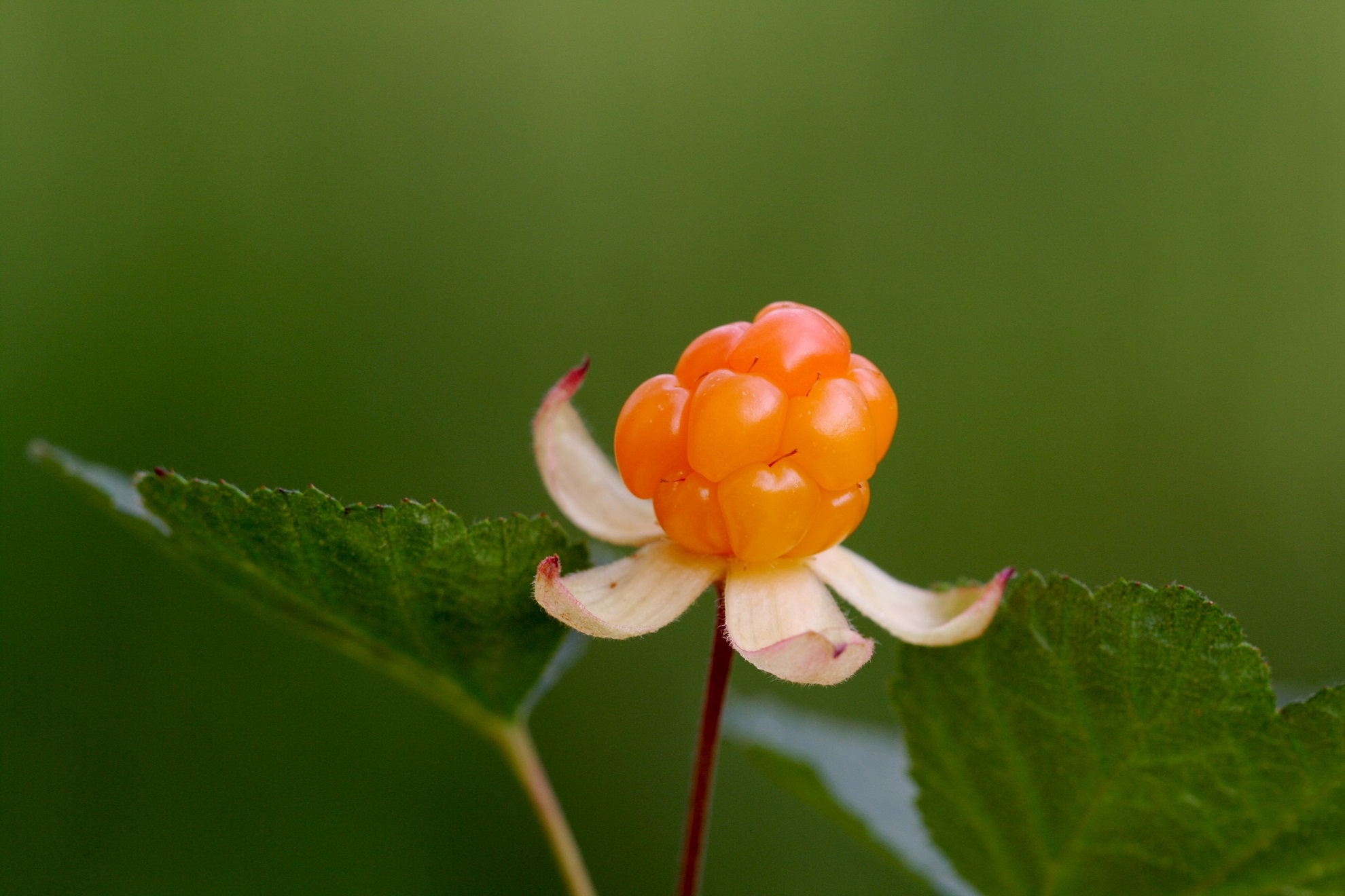 Cloudberry