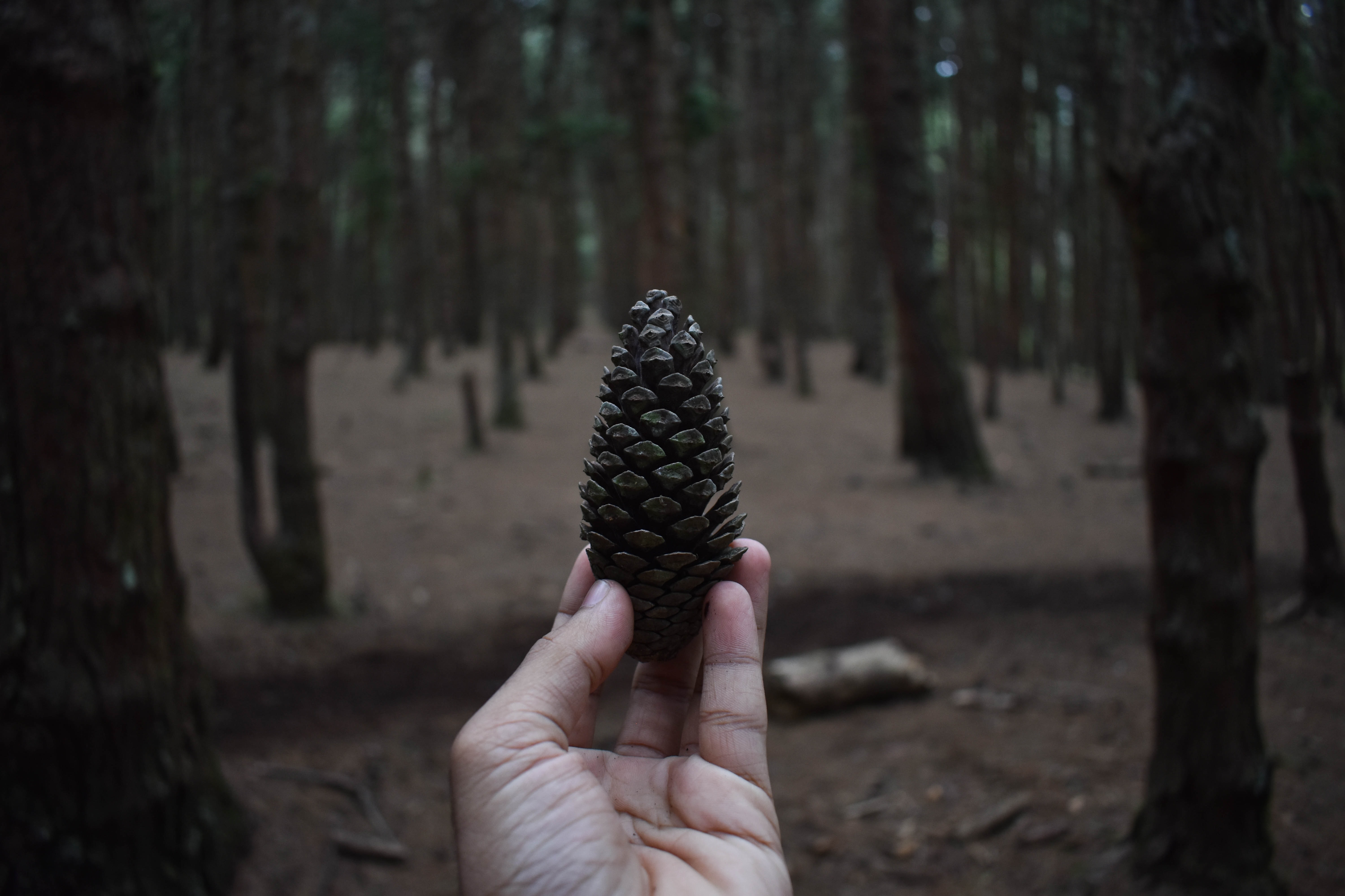 Pine cone_ankit_manoharan_unsplash.jpg