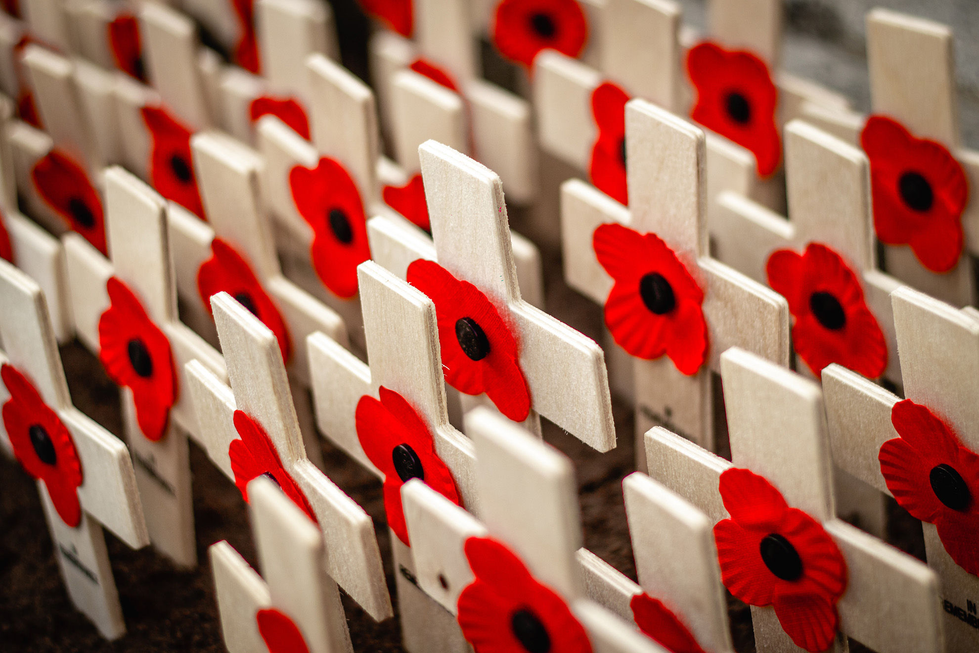 Poppies and crosses_Chris-Sansbury_unsplash_web.jpg