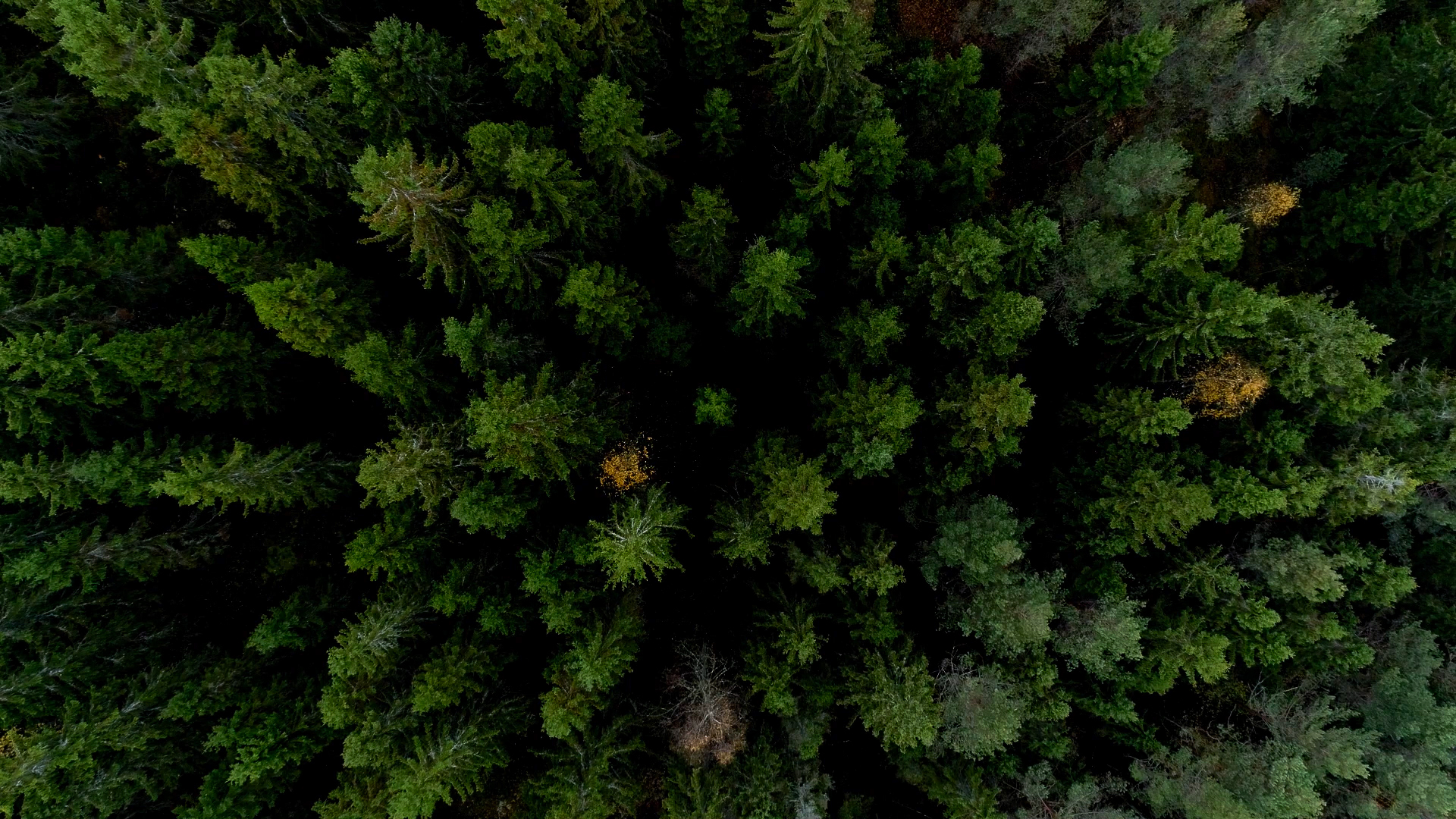 Assessing forest health_image 3.jpg