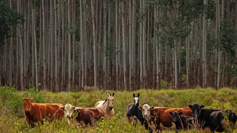 Sustainable plantations safeguard biodiversity