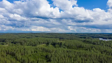 IPCC:n raportti: mets&#xE4;sektorilla on erityinen rooli ilmastonmuutoksen torjunnassa