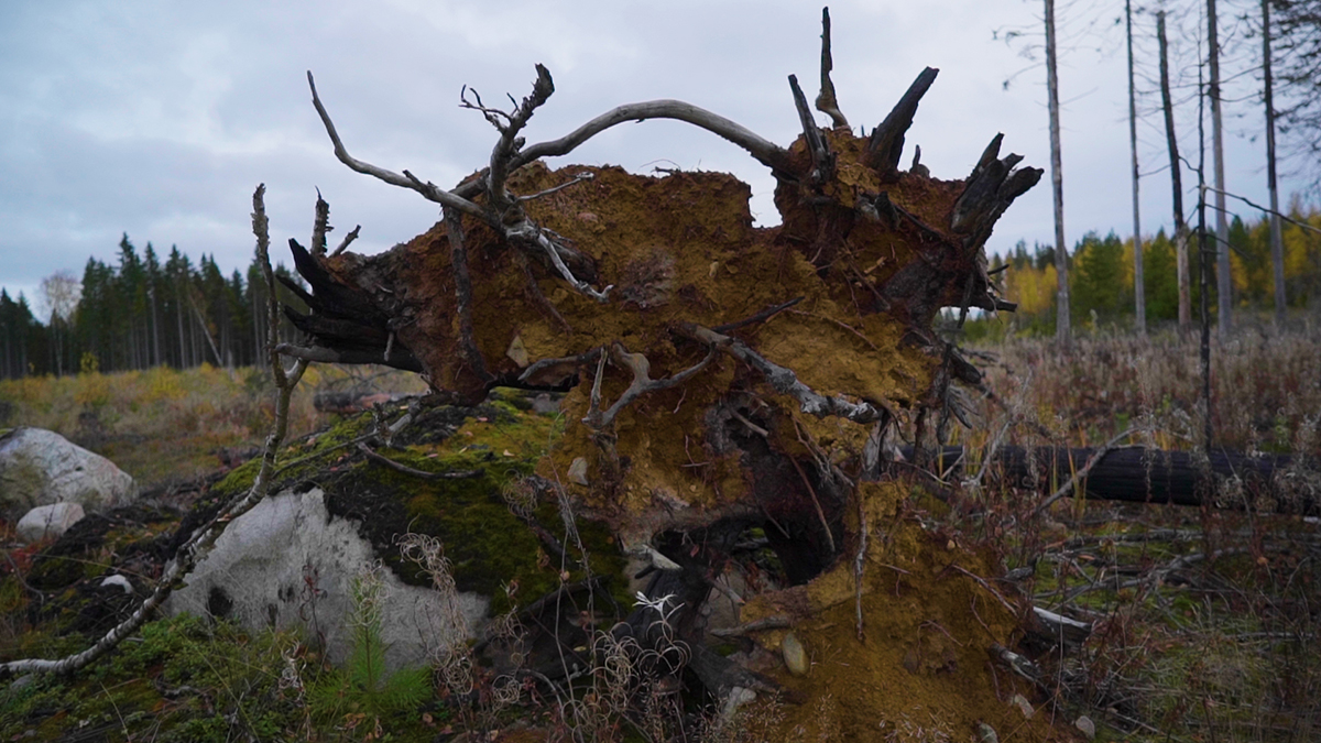 fallen tree0_small.jpg