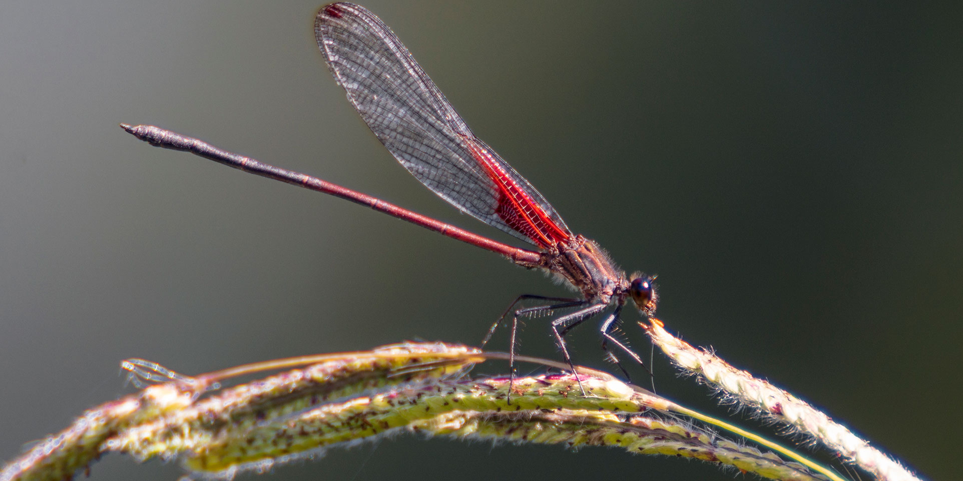 upmforestaloriental-bioforestations-palmaresdelcuico-fauna-21.jpg