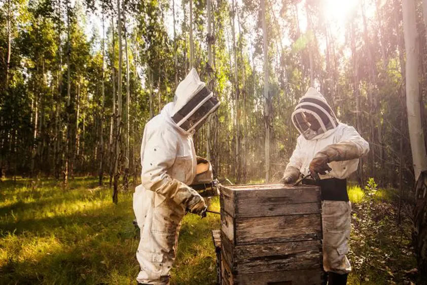 Maneio de Outono – JGS beekeeping