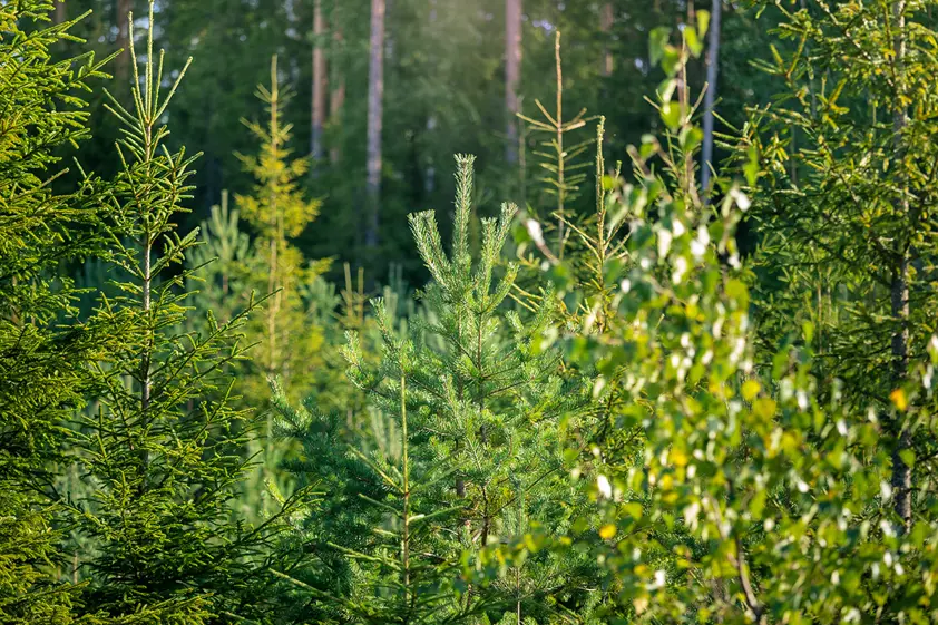 Pohjoismaat esimerkkeinä kestävässä metsätaloudessa