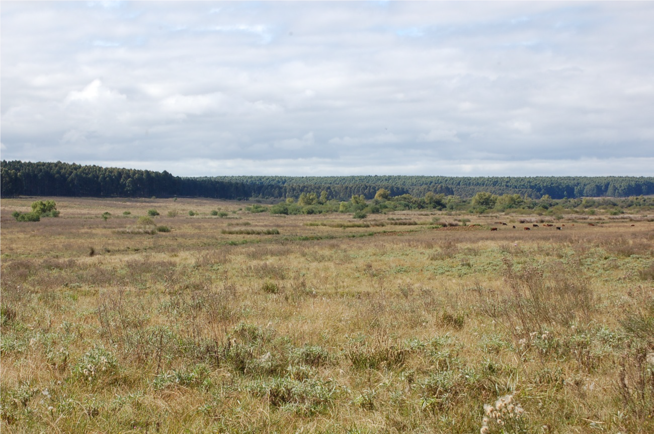 native-forest-la-rinconada.png