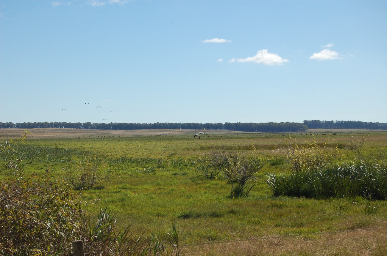 wetlands-la-rinconada.png