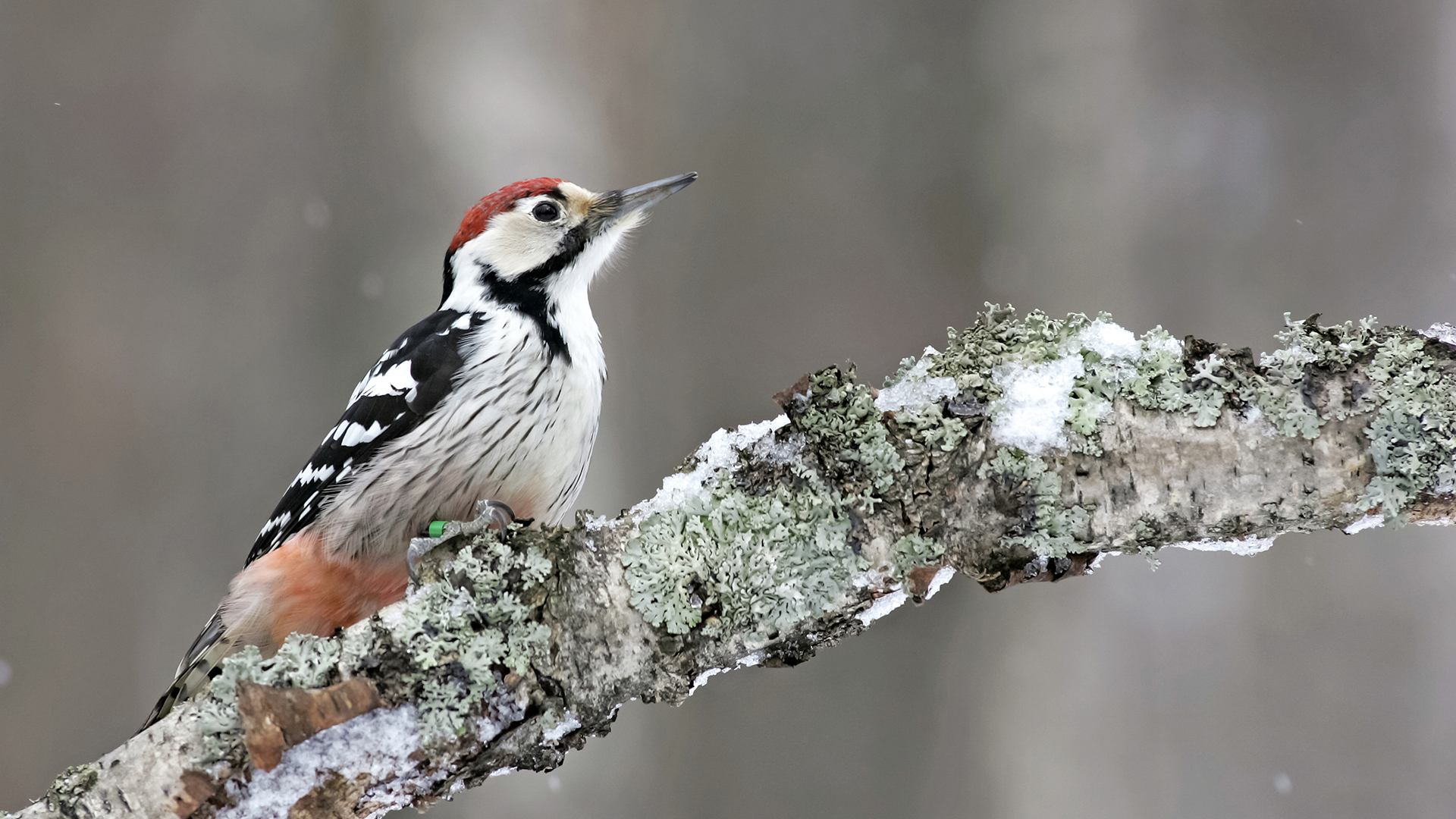 UPM_Pulp_Stories_Whitebacked_woodpecker.jpg